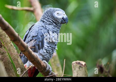 Perroquet gris (Psittacus erithacus) Congo perroquet gris africain Banque D'Images