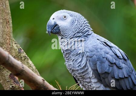 Perroquet gris (Psittacus erithacus) Congo perroquet gris africain Banque D'Images