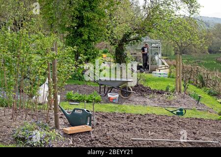 Un jardinier homme debout à l'intérieur des graines de seming de serre plantant des semis travaillant dans un jardin de légumes lors d'une journée ensoleillée de printemps au Pays de Galles UK KATHY DEWITT Banque D'Images