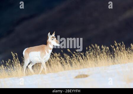 Pronghorn dans le parc national de Yellowstone Montana États-Unis Banque D'Images