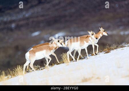 Pronghorn dans le parc national de Yellowstone Montana États-Unis Banque D'Images