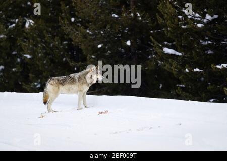 Wapity Lake loup pack Yellowstone National Park Montana USA Banque D'Images