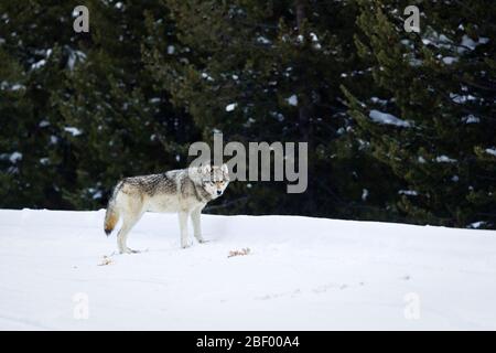 Wapity Lake loup pack Yellowstone National Park Montana USA Banque D'Images