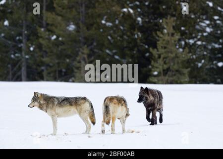 Wapity Lake loup pack Yellowstone National Park Montana USA Banque D'Images