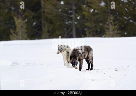 Wapity Lake loup pack Yellowstone National Park Montana USA Banque D'Images