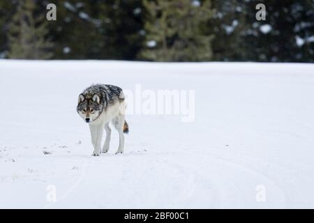 Wapity Lake loup pack Yellowstone National Park Montana USA Banque D'Images