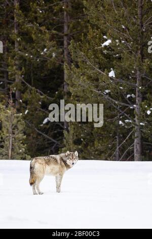 Wapity Lake loup pack Yellowstone National Park Montana USA Banque D'Images