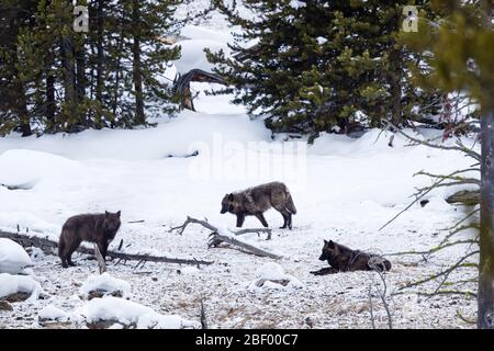 Wapity Lake loup pack Yellowstone National Park Montana USA Banque D'Images