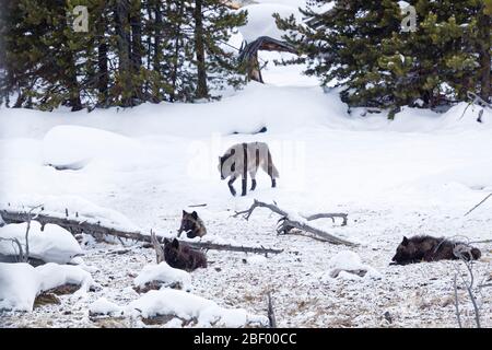 Wapity Lake loup pack Yellowstone National Park Montana USA Banque D'Images