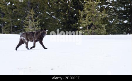 Wapity Lake loup pack Yellowstone National Park Montana USA Banque D'Images