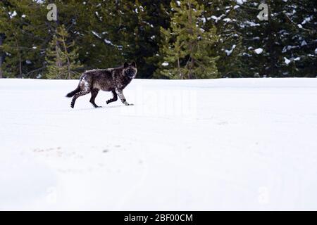 Wapity Lake loup pack Yellowstone National Park Montana USA Banque D'Images