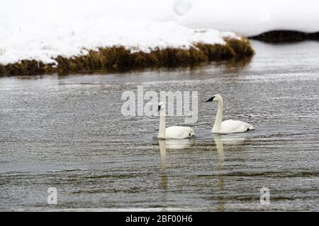 Cygne trompettiste dans le parc national de Yellowstone Montana USA Banque D'Images