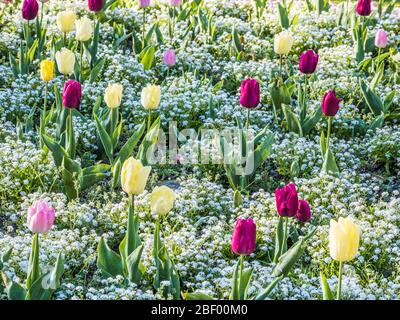 Tulipes jaunes, roses et violettes dans un lit de blancs oublis-nots. Banque D'Images