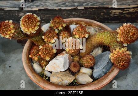 Un cactus en dentelle dorée dans le pot de fleurs Banque D'Images