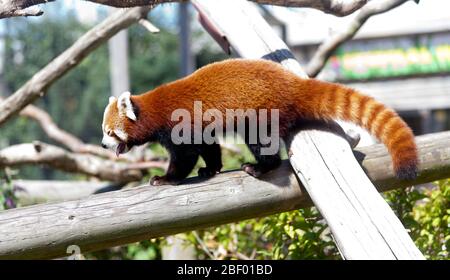 Gros plan d'un Panda rouge (Ailurus fulgens), au parc Wingham Wildlife Park, Kent Banque D'Images