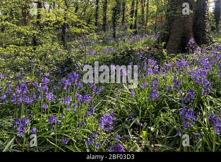 High Wycombe, Royaume-Uni. 16 avril 2020. Tapis de bluebells dans les bois de Booker, High Wycombe pendant la pandémie de Covid-19 comme le conseil du gouvernement britannique pour maintenir des distances sociales et réduire le temps en dehors de High Wycombe le 16 avril 2020. Crédit: Images Prime Media / Alay Live News Banque D'Images