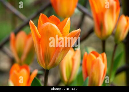 Les fleurs d'un tulipe 'Empereur Orange' (Tulipa fosteriana 'Empereur Orange') Banque D'Images