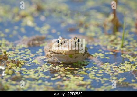 MARSH FROG, Rana ridibunda, Angleterre du Sud-est Banque D'Images