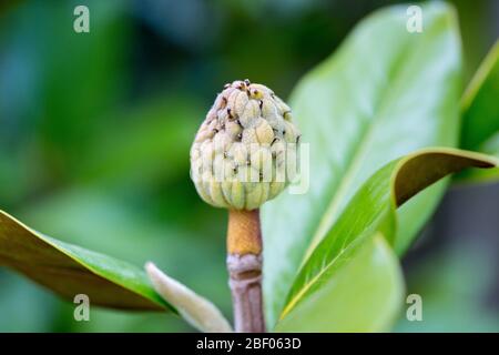 Magnolia Grandiflora Pod de graines avec des feuilles isolées avec un feuillage de fond mou Banque D'Images