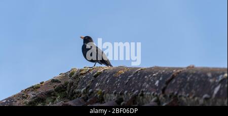 Blackbird Bird perché sur le toit en carrelage Banque D'Images