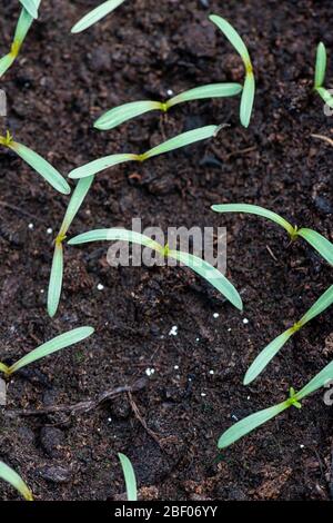 COSMOS bipinnatus Sea Shells des semis mixtes cultivés dans un plateau de semences en serre Banque D'Images
