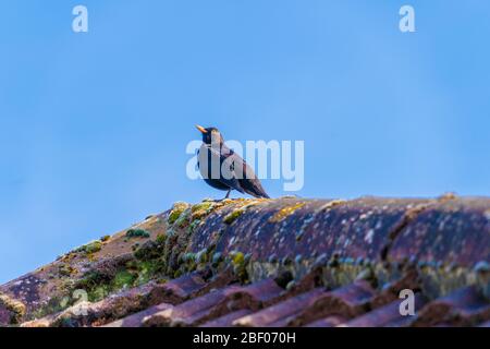Blackbird Bird perché sur le toit en carrelage Banque D'Images