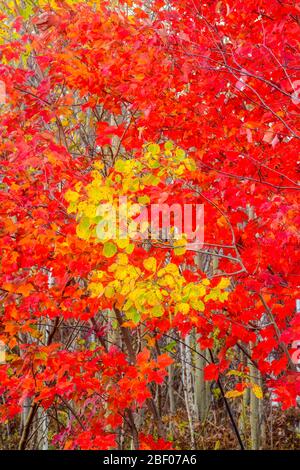 Feuillage d'érable rouge d'automne et troncs de bouleau avec une petite tache de feuilles de peuplier faux-tremble, Grand Sudbury, Ontario, Canada Banque D'Images
