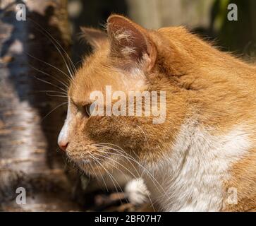 Chat de Tabby au gingembre gros plan de la tête montrant les yeux et les whiskers à fourrure Banque D'Images