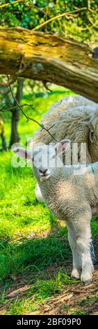 Portrait vue rapprochée de niveau inférieur de l'agneau de trois semaines debout dans le champ vert d'herbe montrant la vue détaillée des yeux de la tête et du nez Banque D'Images