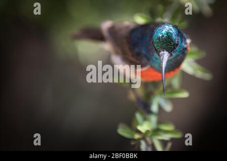 Gros portrait d'oiseaux endémiques sud-africains, grand Sunbird à double col, Cinnyris afer, Addo Elephant National Park, Afrique du Sud Banque D'Images