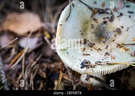 Champignons sauvages avec capuchon blanc dans la forêt d'automne. Banque D'Images