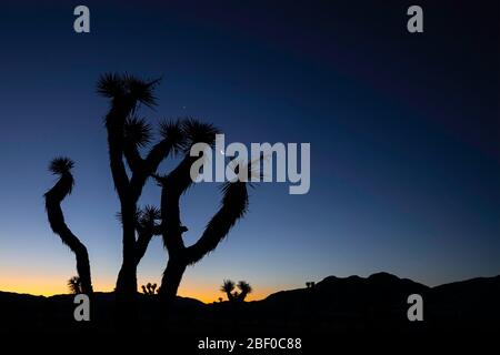 Lune sur les arbres de Joshua (Yucca brevifolia) silhouettes en crépuscule, Joshua Tree National Park, Californie USA Banque D'Images