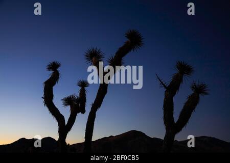 Joshua trees (Yucca brevifolia) silhouettes au crépuscule, le parc national Joshua Tree, California USA Banque D'Images