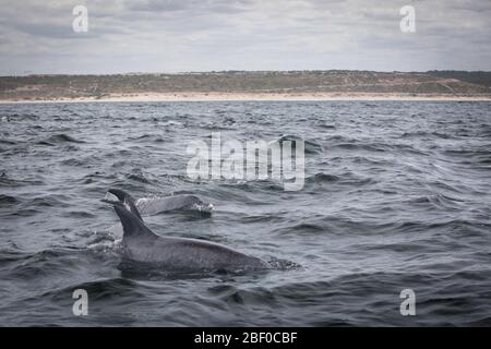 Une gousse de grands dauphins Indo-Pacifique, Tursiops aduncus, traverse les eaux de l'océan Indien de la baie d'Algoa, de la baie Nelson Mandela, de Port Elizabeth, en Australie méridionale Banque D'Images