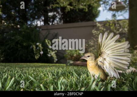 Le Weaver masqué au sud, Ploceus velatus, est un oiseau de jardin commun; celui-ci prend le vol dans un jardin de banlieue, le miel, Johannesburg, Afrique du Sud. Banque D'Images