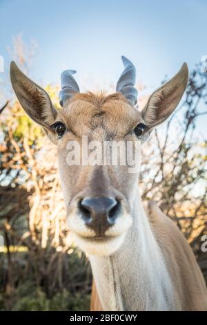 Gros plan sur une antilope Eland commune, Taurotragus oryx, partie d'un projet de restauration écologique visant à restaurer les fynbos dans la réserve naturelle de Rondevlei, sa. Banque D'Images