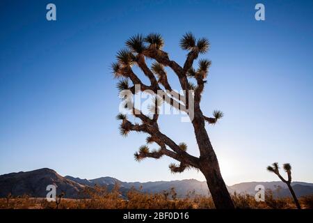 Joshua Trees (Yucca brevifolia) silhouettes et collines, Joshua Tree National Park, Californie États-Unis Banque D'Images