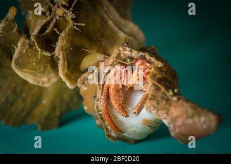 La plupart des crabes hermit habitent une coquille de mollusques piégée, comme ces spécimens recueillis par des scientifiques qui effectuent un échantillonnage benthique de l'océan Indien Banque D'Images