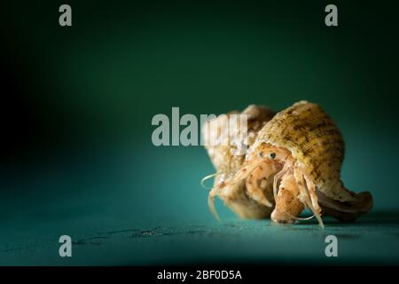 La plupart des crabes hermit habitent une coquille de mollusques piégée, comme ces spécimens recueillis par des scientifiques qui effectuent un échantillonnage benthique de l'océan Indien Banque D'Images