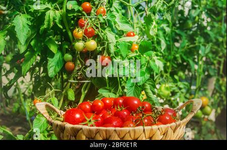 Beaucoup de tomates dans le jardin, la récolte. Point de mire sélectif. Nature. Banque D'Images