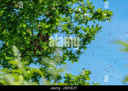 Abeilles gonfle. La formation d'une nouvelle colonie d'abeilles se trouve sur une branche d'un chêne en Allemagne. Apiculture, migration des abeilles, trouble de l'effondrement des colonies (CCD) Banque D'Images