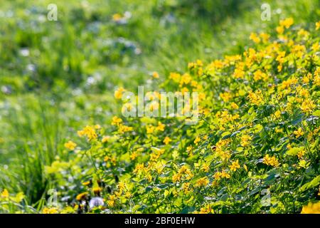 Floraison jaune de la plus grande celandine. Herbes sauvages sur la prairie herbeuse le jour ensoleillé. La plante de la famille de pavot est également connue sous le nom de Chelidonium maj Banque D'Images