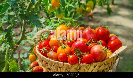 Beaucoup de tomates dans le jardin, la récolte. Point de mire sélectif. Nature. Banque D'Images