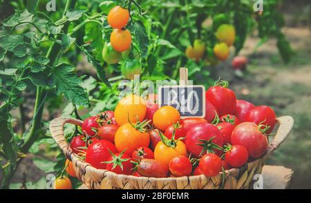 Beaucoup de tomates dans le jardin, la récolte. Point de mire sélectif. Nature. Banque D'Images