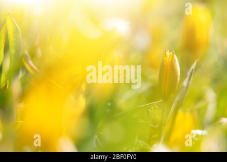 Fond jaune de tulipes jaunes au coucher du soleil. Champ de fleurs jaunes sauvages closeup. Banque D'Images