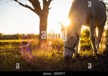 Le cheval blanc raze l'herbe sur un fond de coucher de soleil dans le champ. Banque D'Images