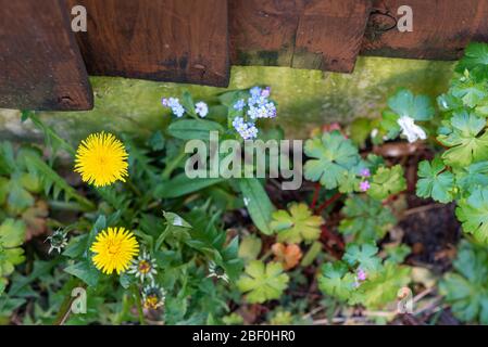 Fleurs sauvages britanniques de printemps. Les pissenlits sauvages, les amnots Forget-me et les géraniums poussent le long d'un chemin encadré par des clôtures en bois brun. Colchester, Angleterre, Royaume-Uni Banque D'Images