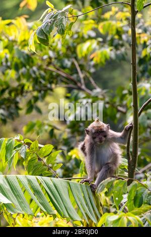 Vue verticale d'une macaque grise à queue longue à Bali, Indonésie. Banque D'Images