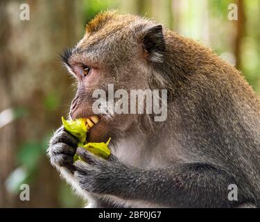 Gros plan horizontal d'une macaque grise à queue longue à Bali, Indonésie. Banque D'Images