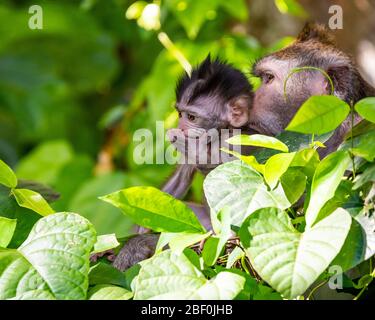 Vue horizontale d'un macaque gris à queue longue pour bébé et mère à Bali, Indonésie. Banque D'Images
